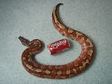 malaysian blood